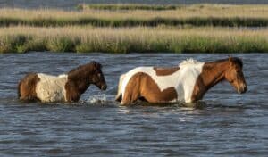 Wild Assateague pony and foal wading through the bay beside the salt marsh