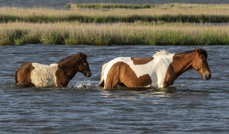 Wild Assateague pony and foal wading through the bay beside the salt marsh