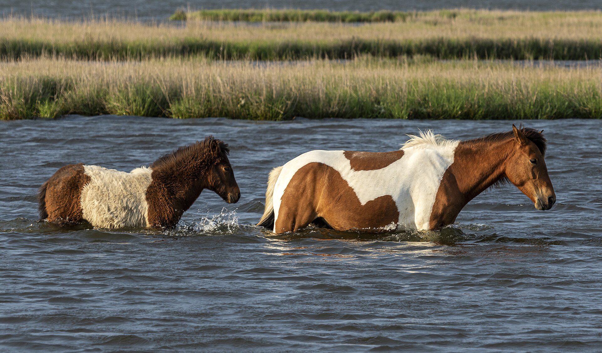 Wild Assateague pony and foal wading through the bay beside the salt marsh