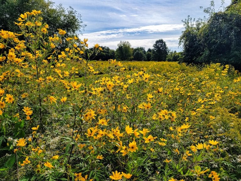 Yellow wildflowers in the meadow at Terrapin Nature Park on Kent Island, Maryland