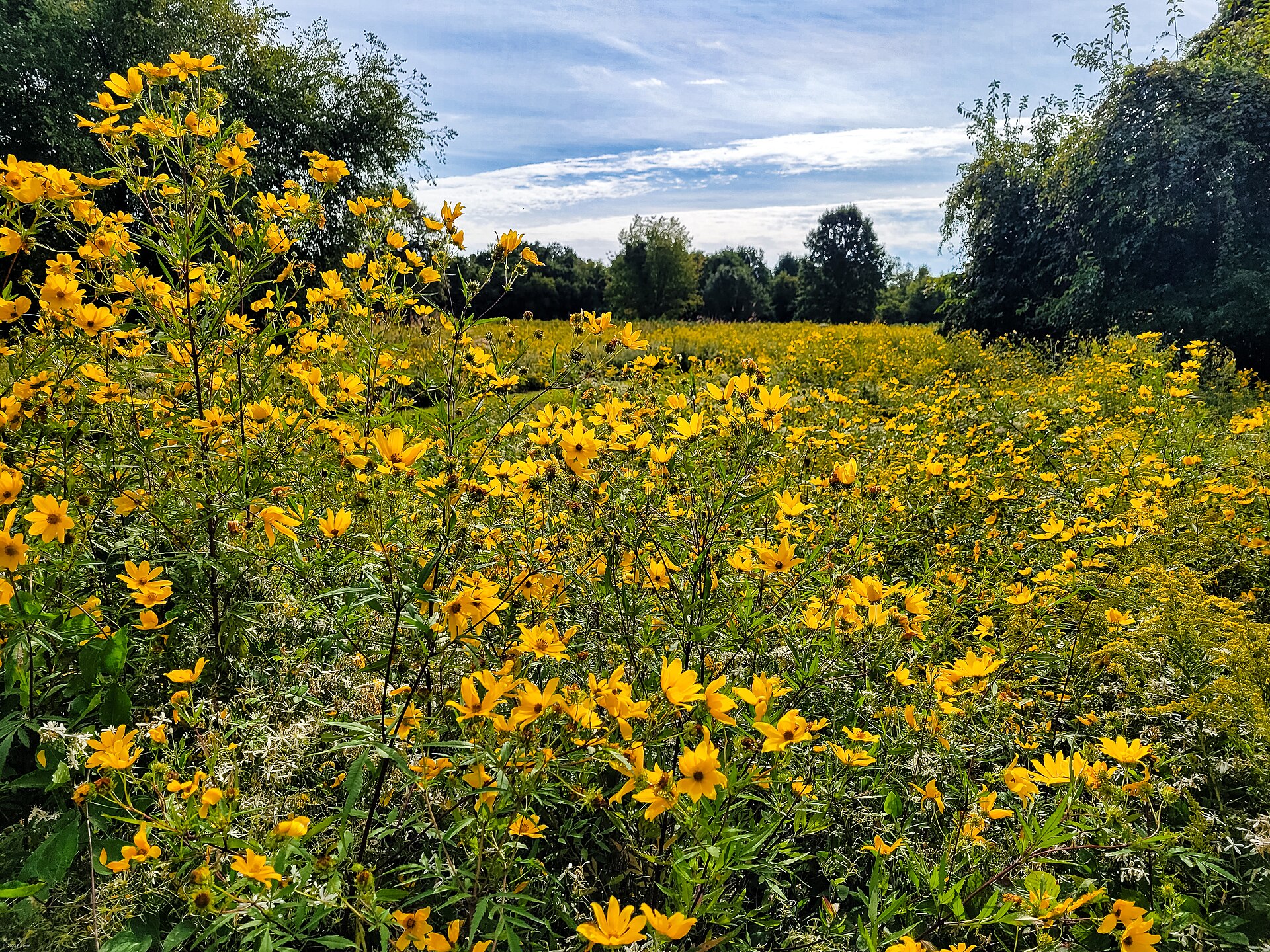 Yellow wildflowers in the meadow at Terrapin Nature Park on Kent Island, Maryland
