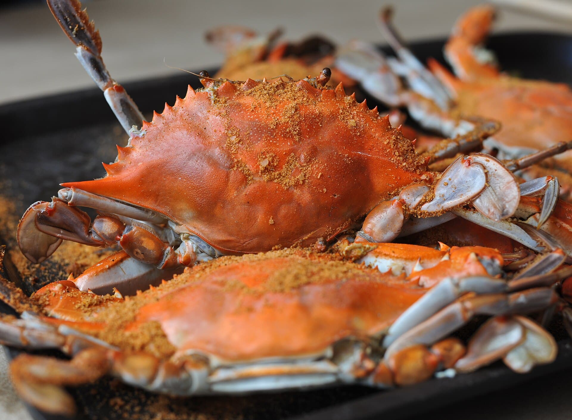 Steamed Maryland blue crabs coated in seasoning, ready to pick